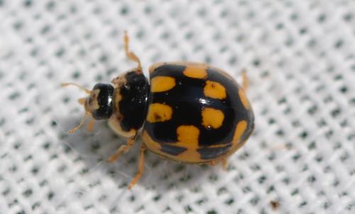 Réf. 324 257 : Propylea quatuordecimpunctata